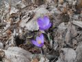 Crocus vernus